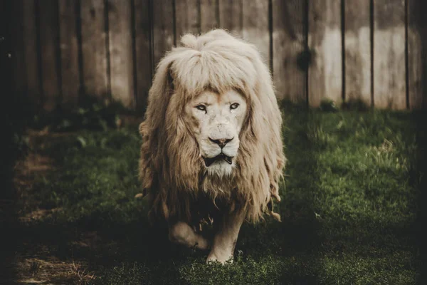 Vzácné Bílý Lev Panthera Leo Zábradlím Zoo — Stock fotografie