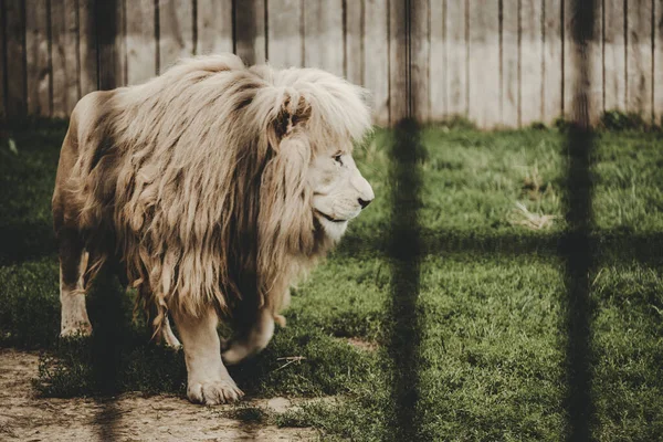 Leão Branco Raro Panthera Leo Atrás Dos Bares Zoológico — Fotografia de Stock