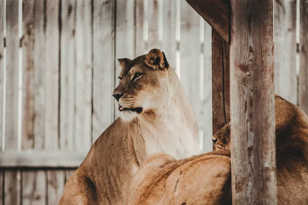 Leão Fêmea Panthera Leo Zoológico — Fotografia de Stock