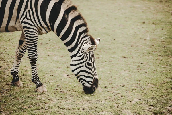 Zebra Equus Frisst Gras Der Savanne — Stockfoto