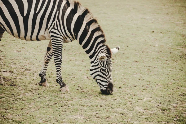 Zebra Equus Comendo Grama Savana — Fotografia de Stock