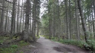 Tatra Dağları yaz yürüyüşü doğa 4K dağ yolu vahşi doğada