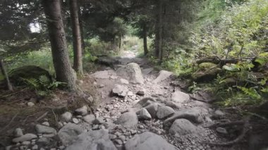 Tatra Dağları yaz yürüyüşü doğa 4K dağ yolu vahşi doğada