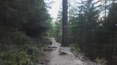 Tatra Dağları yaz yürüyüşü doğa 4K dağ yolu vahşi doğada