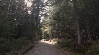 Tatra Dağları Orman Dağ Yolu Sahne 4K Doğa Görüntüsü