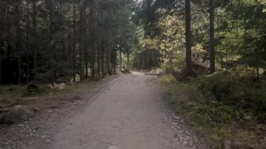 Tatra Dağları Orman Dağ Yolu Sahne 4K Doğa Görüntüsü