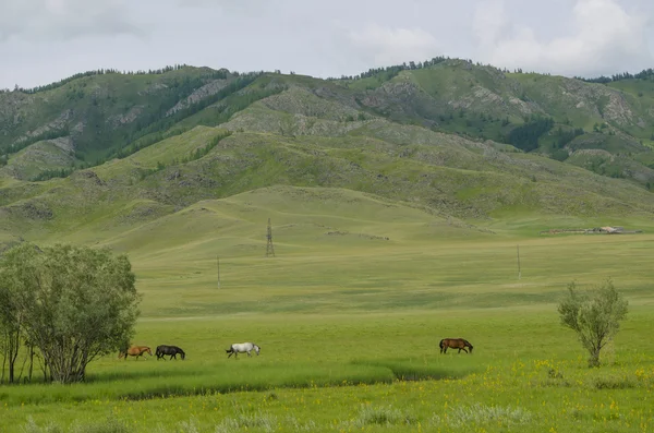Manzara bir çayır on sıyrılmak için bir at — Stok fotoğraf