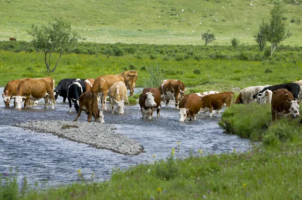 bir inek bir sulama yere nehirde evcil hayvan