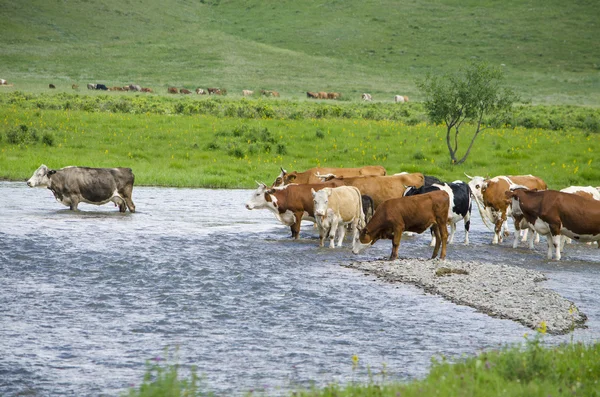 bir inek bir sulama yere nehirde evcil hayvan