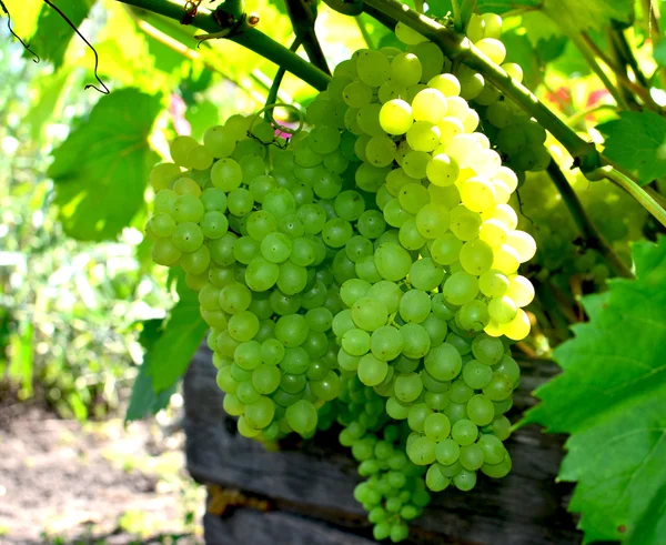 Berry grapes ripe on bushes — Stock Photo, Image