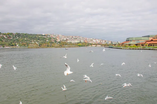 Aves Gaviota Contexto Del Mar Ciudad Estambul — Foto de Stock