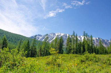 Tayga Dağı Altai Sibirya 'nın tepesinde karlı bir dağ.