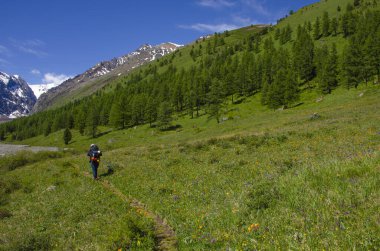 Turist dağlara gider, Aktru Rusya buzulu.