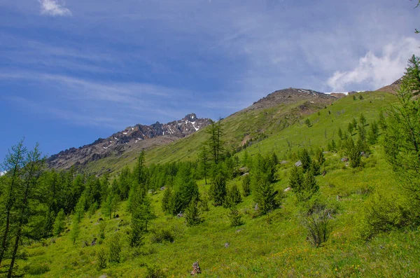 Bela Paisagem Monte Altai Floresta Rússia — Fotografia de Stock