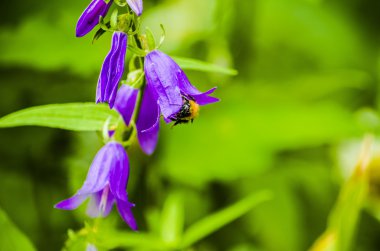 Menekşe çiçek bir arı ile bir el çan