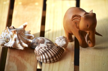 bileşimi kabukları ve fil