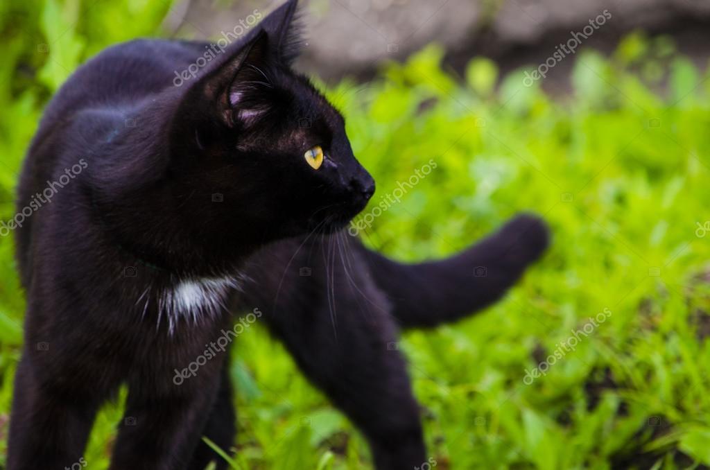 Chasse Chat Noir Image Libre De Droit Par Natabn C Chasse Chat Noir Image Libre De Droit Par Natabn C