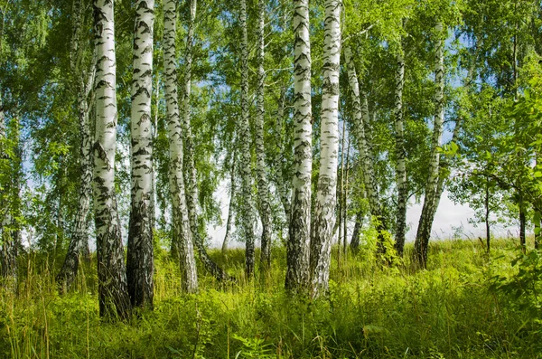 Nyírfák — Stock Fotó