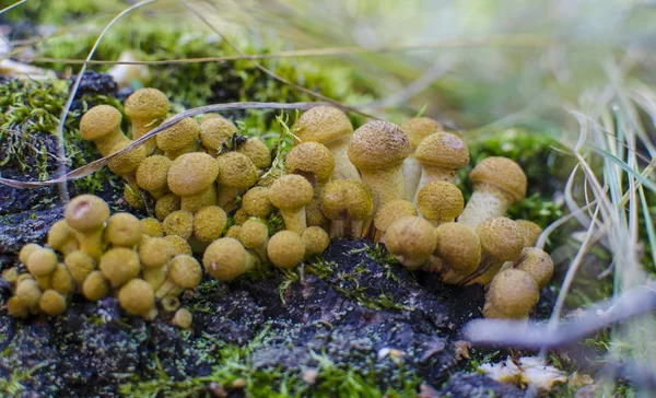 Honey agarics edible fungi — Stock Photo, Image