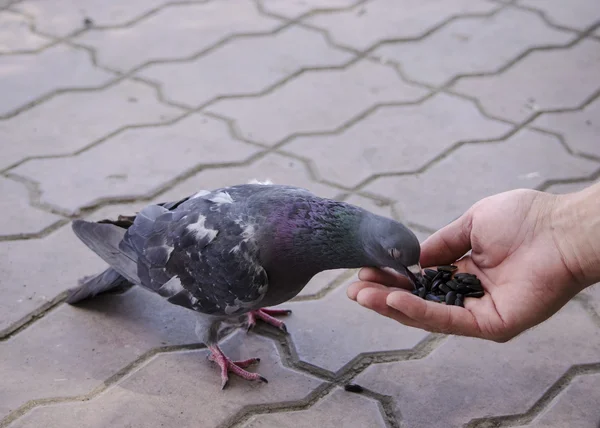 Pigeon eats with his hand — Stock Photo, Image