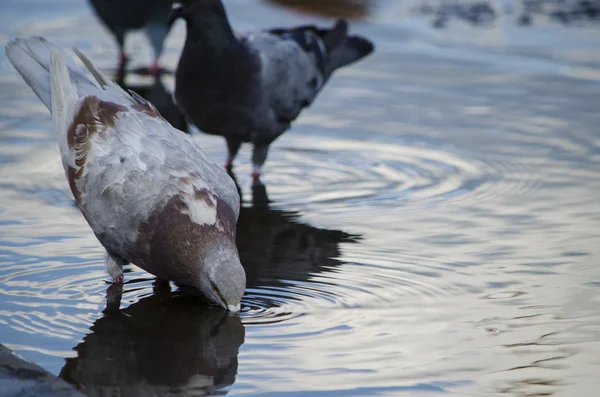 Su şehirde güvercinler