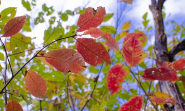 Sonbahar Yaprakları