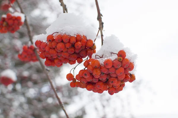 Paysage d'hiver baie rouge — Photo