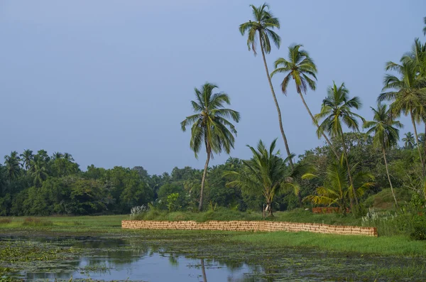 Beautiful tropical landscape of palm trees and lake — Stock Photo, Image