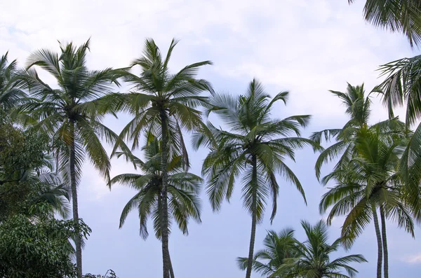 ağaçlar tropikal palmiye ağaçları beyaz bulutlar karşı