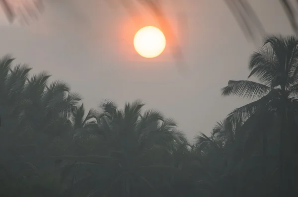 Landscape sunrise in fog against a dark contour of palm trees and leaves — Stock Photo, Image
