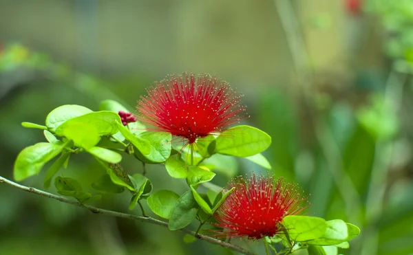 "Цветы Bombaks тропики Азии — стоковое фото