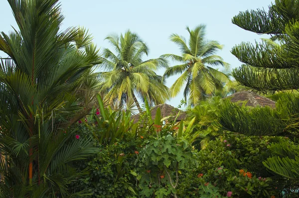 Schöner Garten mit tropischen Pflanzen — Stockfoto