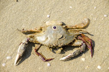 Deniz Yengeç kum üzerinde