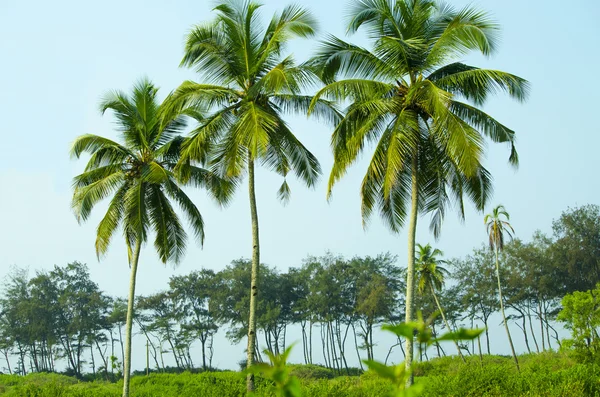 Palm tree stromů, palmový háj proti modré obloze — Stock fotografie