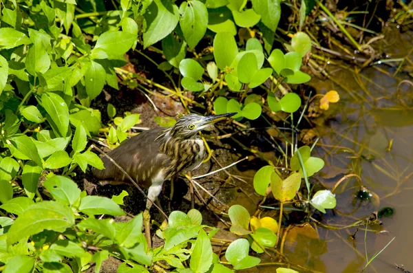 Птица индийская цапля в болотной траве — стоковое фото
