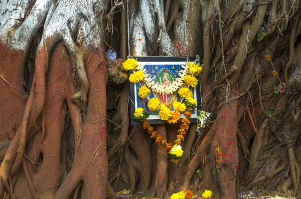 Regalo a Dios en las raíces de un árbol banian — Foto de Stock