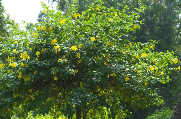 Lyse gule blomstrende busk Kampis - Stock-foto