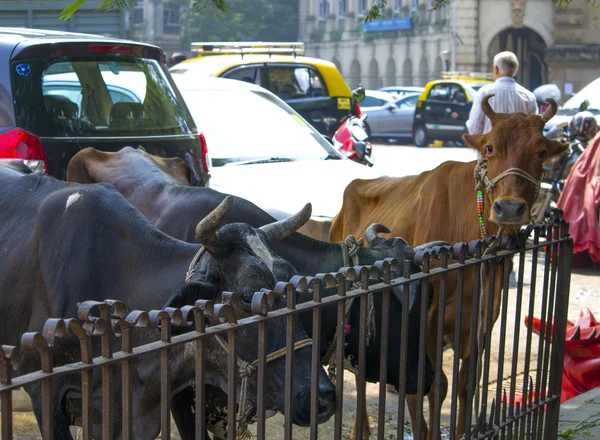 Streicheln der Kuh in der Stadt Mumbai — Stockfoto