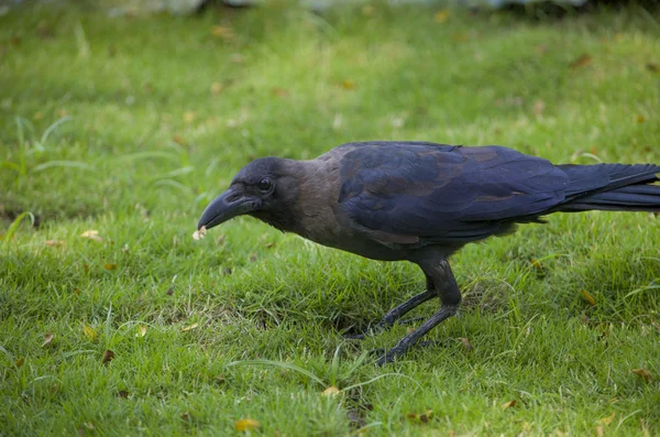 Птица черная на траве  , — стоковое фото
