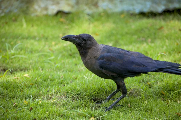 Птица черная на траве — стоковое фото
