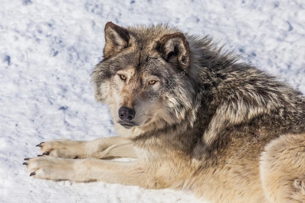 https://st2.depositphotos.com/1005507/11656/i/950/depositphotos_116563890-stock-photo-gray-wolf-in-the-snow.jpg
