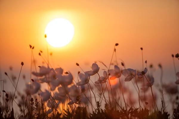 Summer flowers against setting sun — Stock Photo, Image