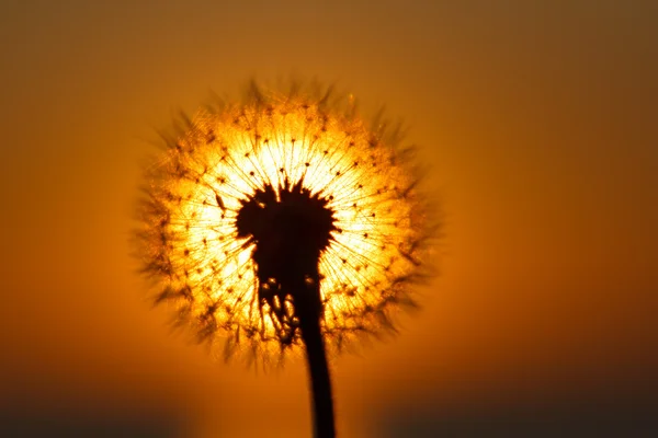 Dandelion silhouette against sunset — Stock Photo, Image