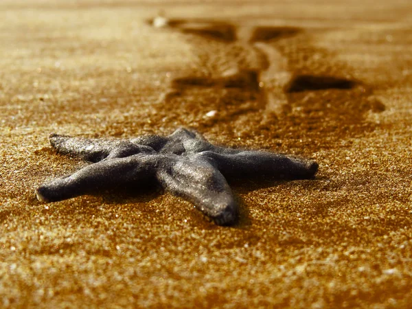 Starfish in Golden Sands — Stock Photo, Image