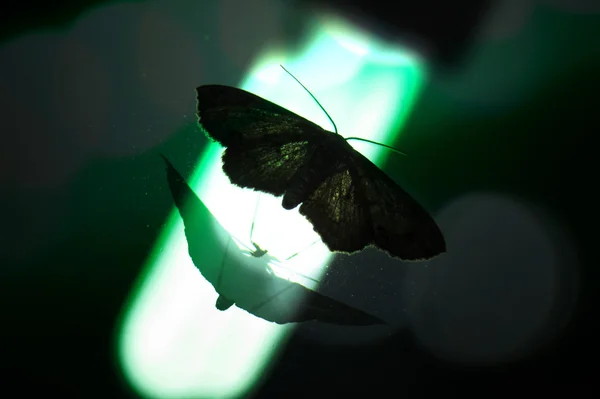 Läskig natt Moth — Stockfoto