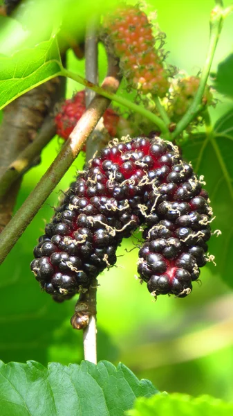 Sweet Ripe Mulberry — Stock Photo, Image