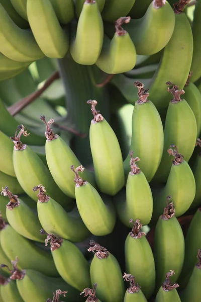 Surowego bananów kilka — Zdjęcie stockowe