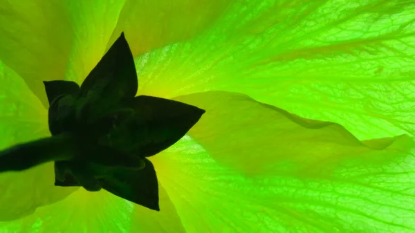 Grüne Blütenbasis — Stockfoto