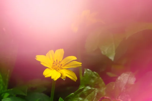 Gelbe tropische Blume — Stockfoto