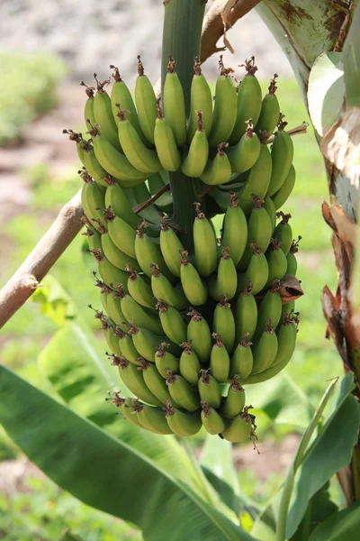 Bananenstrauß vom Bauernhof — Stockfoto